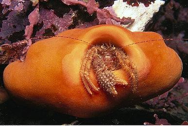 表现优异 《F1 2021》PC与次世代主机版帧率测试